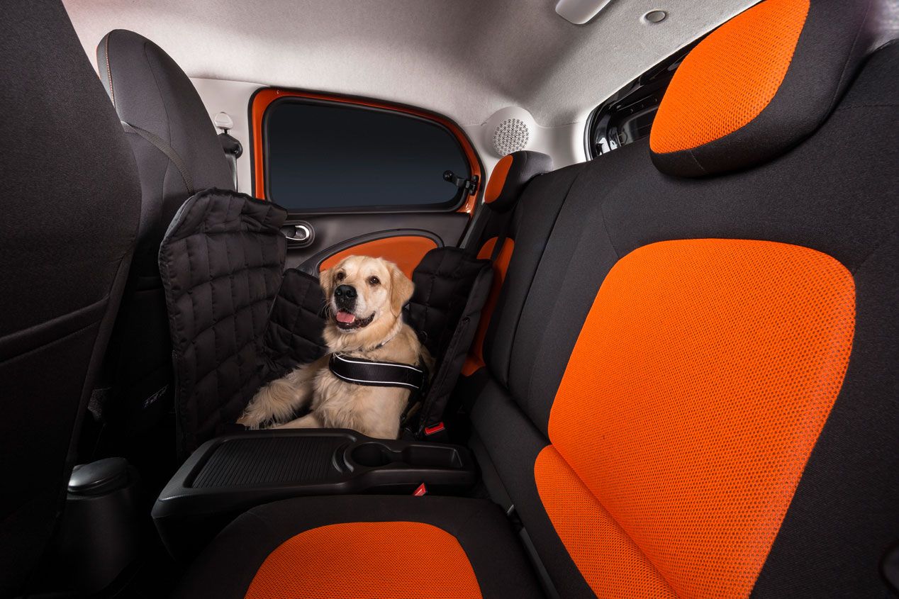 Soluciones para viajar en el coche con tu perro