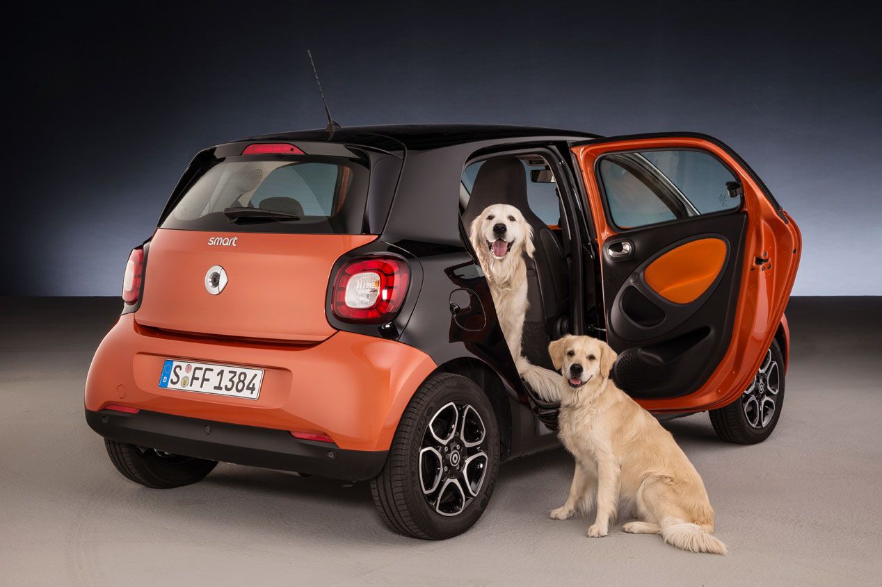 Soluciones para viajar en el coche con tu perro