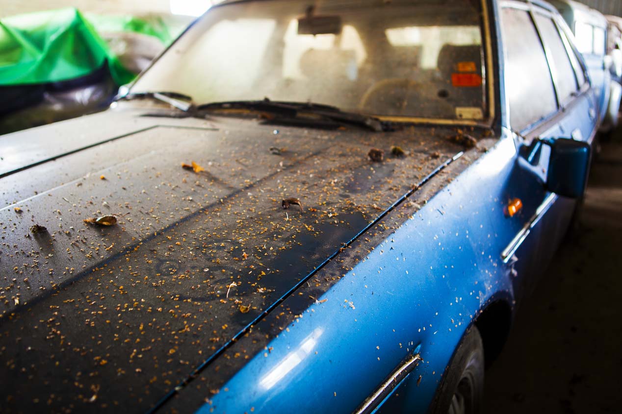 Encontrados coches clásicos Renault en granja danesa
