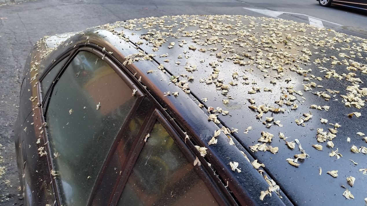 Cómo quitar en el coche manchas de resina, alquitrán y mosquitos