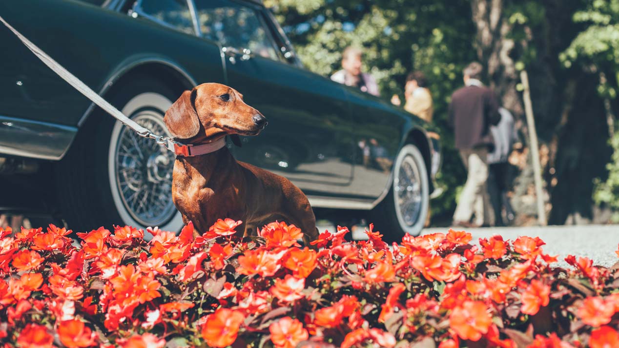 Las mejores fotos del Concurso de Elegancia de Villa del Este 2016