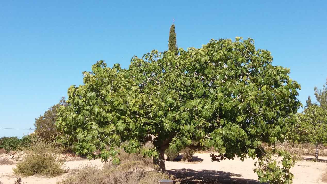 Con el nuevo Citroën e-Mehari por la isla de Formentera
