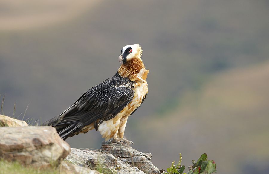 Nace el primer pollo de quebrantahuesos en libertad