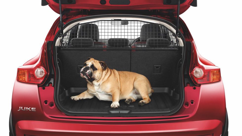 Trucos y consejos para viajar seguros con mascotas (Vídeo)