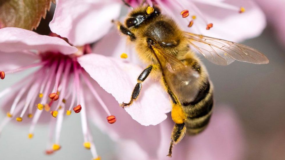 Qué debes hacer si entra un bicho en tu coche cuando vas conduciendo