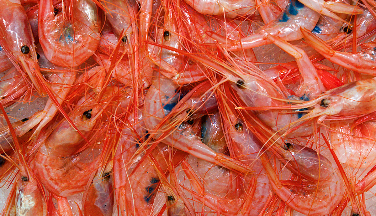 La quitina de las gambas y otros crustáceos e insectos es reutilizable para fabricar electródos de baterías de vanadio. Foto: iStock
