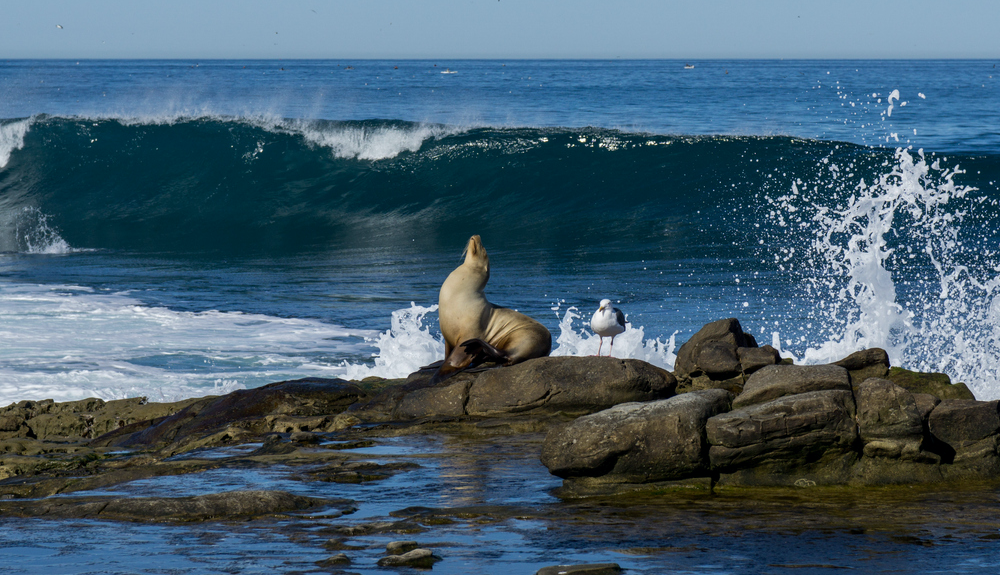 Los ecosistemas marinos de los mares de Europa sufren tras años de abandono y sobreexplotación. Foto: iStock