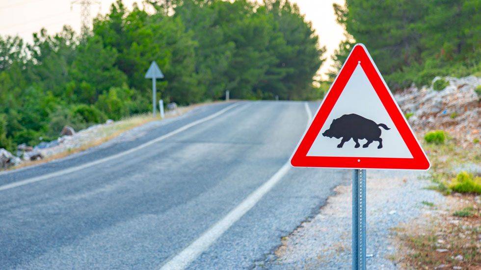 Crecen casi un 50 por ciento los accidentes provocados por jabalíes. | Foto: iStock