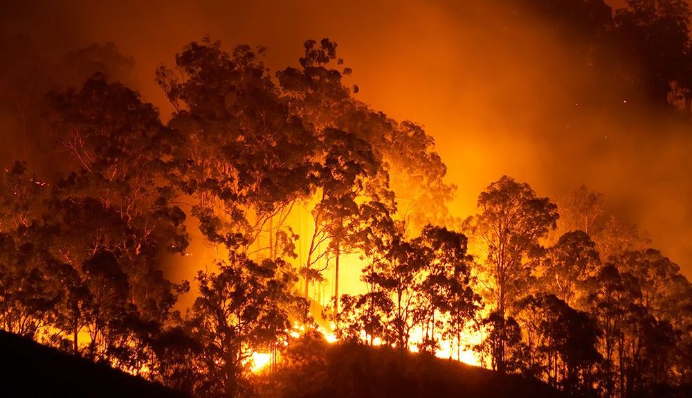 incendios en Australia5.000 koalas murieron en los incendios del pasado verano austral. iStock incendios en Australia5.000 koalas murieron en los incendios del pasado verano austral. iStock