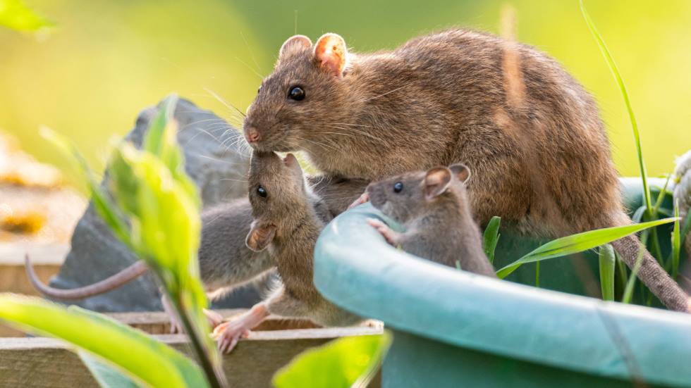 Tras muchos días sin usarlo, las ratas pueden habitar en el vano motor de tu coche (Imagen: Cordon Press).