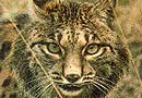 La M-501, contra el lince ibérico La M-501, contra el lince ibérico