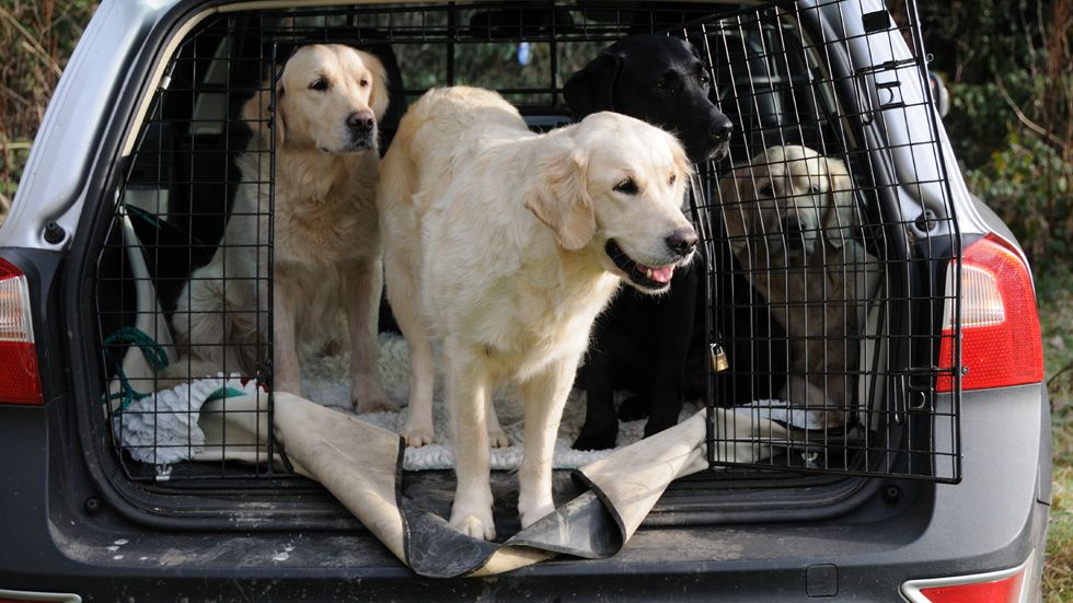 Cómo viajar seguro en coche con tu perro o mascota