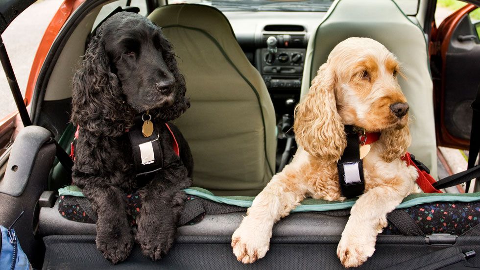Subaru quiere que nuestras mascotas vayan más seguras