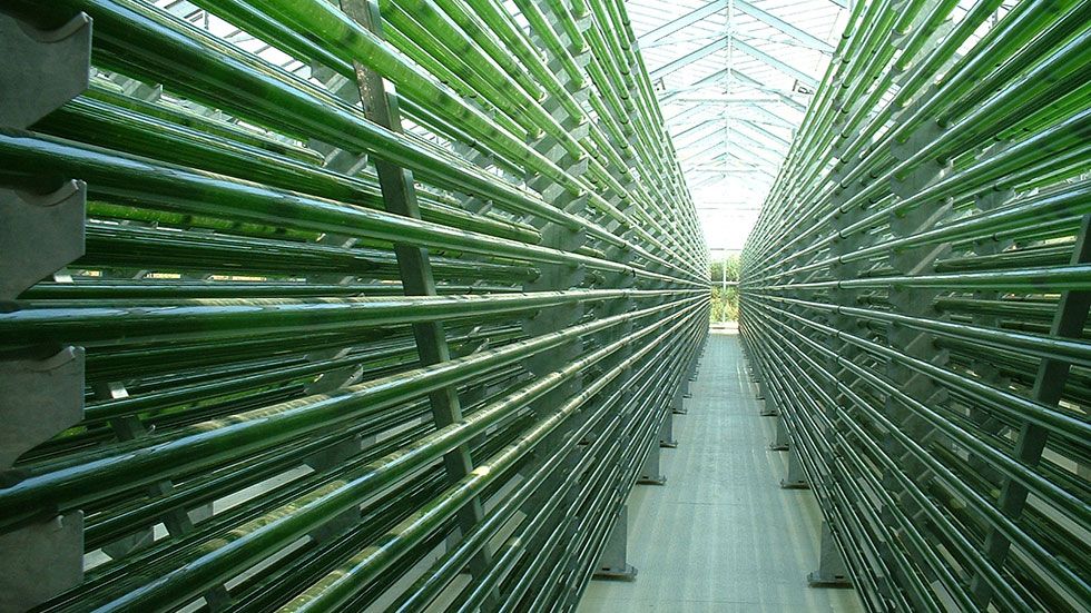 Algas, el combustible alternativo