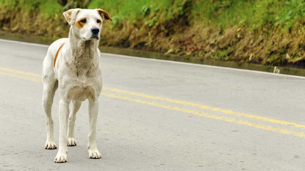 Multado por adelantar a un perro