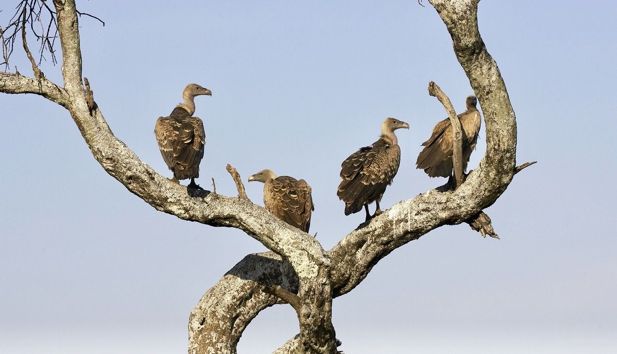 África es el hogar de 12 de las 16 especies de buitres del Planeta. Foto: iStock