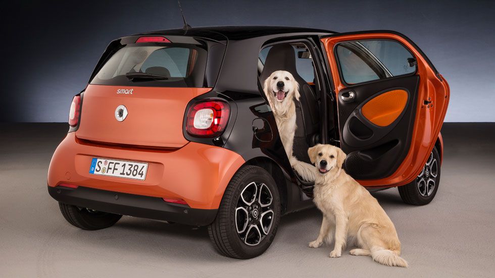 Soluciones para viajar seguro en el coche con tu perro
