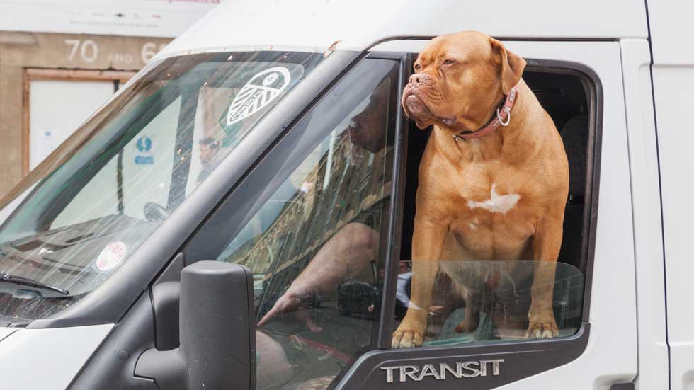 A 230 km/h y con el perro en su regazo