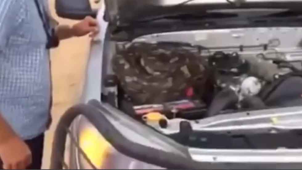 ¡Hay una serpiente en mi coche! (vídeo)