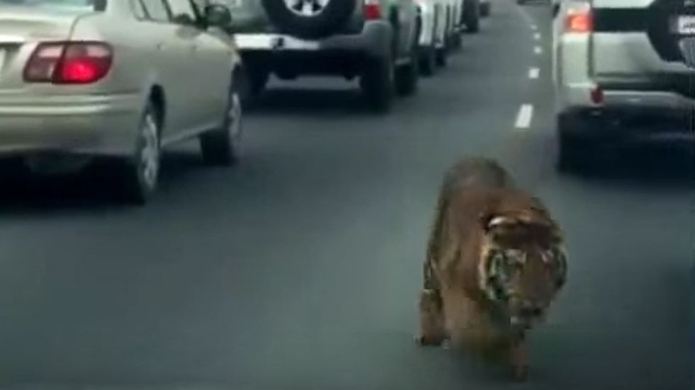 Un tigre atemoriza a los conductores en Qatar (Vídeo)