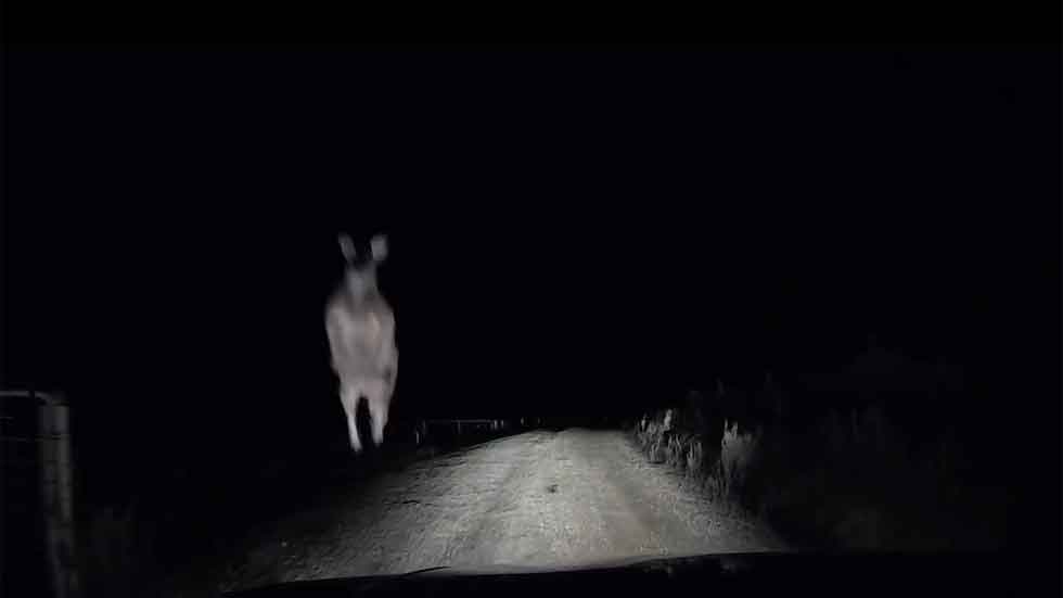 Un canguro salta a su coche y le rompe la luna (video)