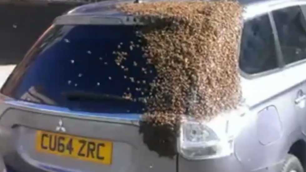 Unas abejas hacen de un coche su colmena (vídeo)