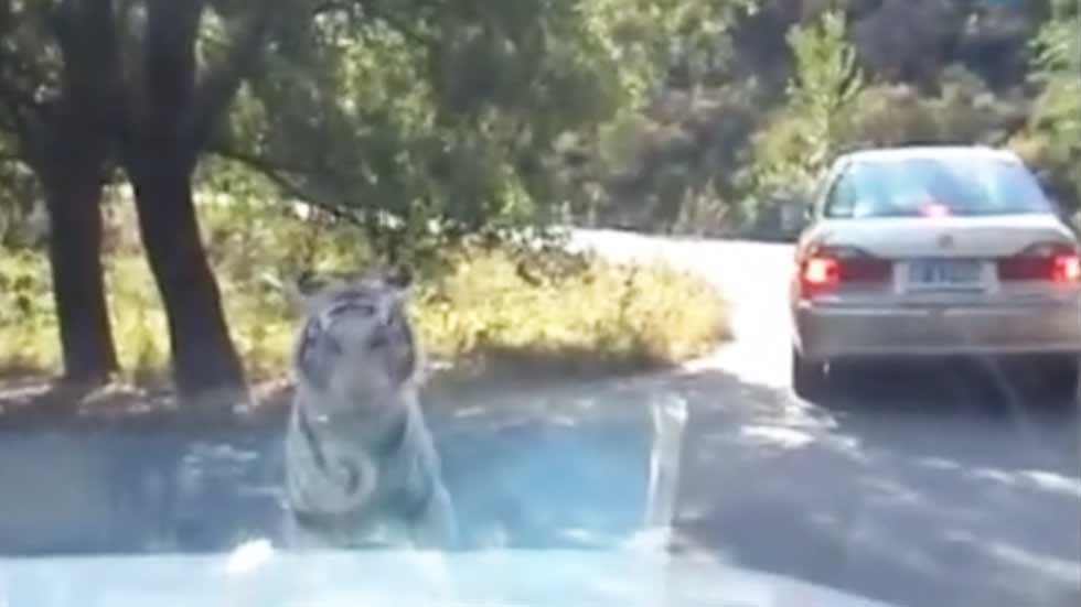 ¿Cómo reaccionarías si un tigre empieza a comerse tu coche? (vídeo)