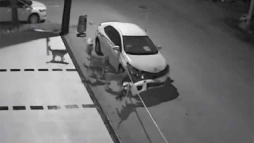 Un grupo de perros callejeros ataca un Toyota Corolla (vídeo)