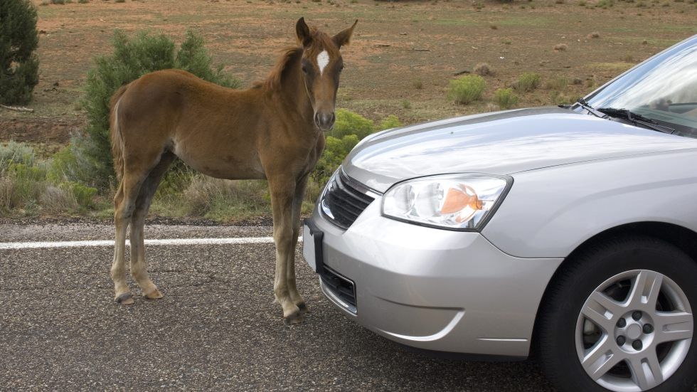 ¿Sabes que es ilegal publicitar CV de potencia? Incluso si vendes tu coche…