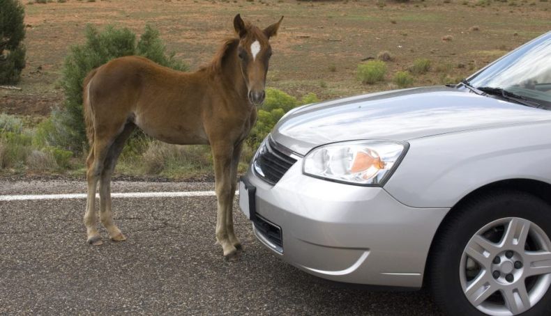 ¿Sabes que es ilegal publicitar CV de potencia? Incluso si vendes tu coche…