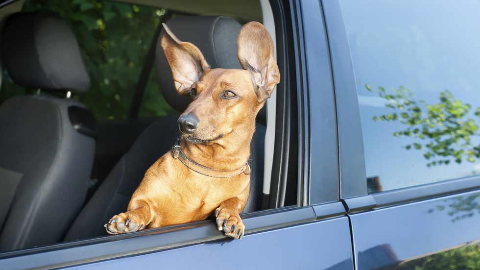 Un perro… ¡cazado por un radar al superar la velocidad máxima!