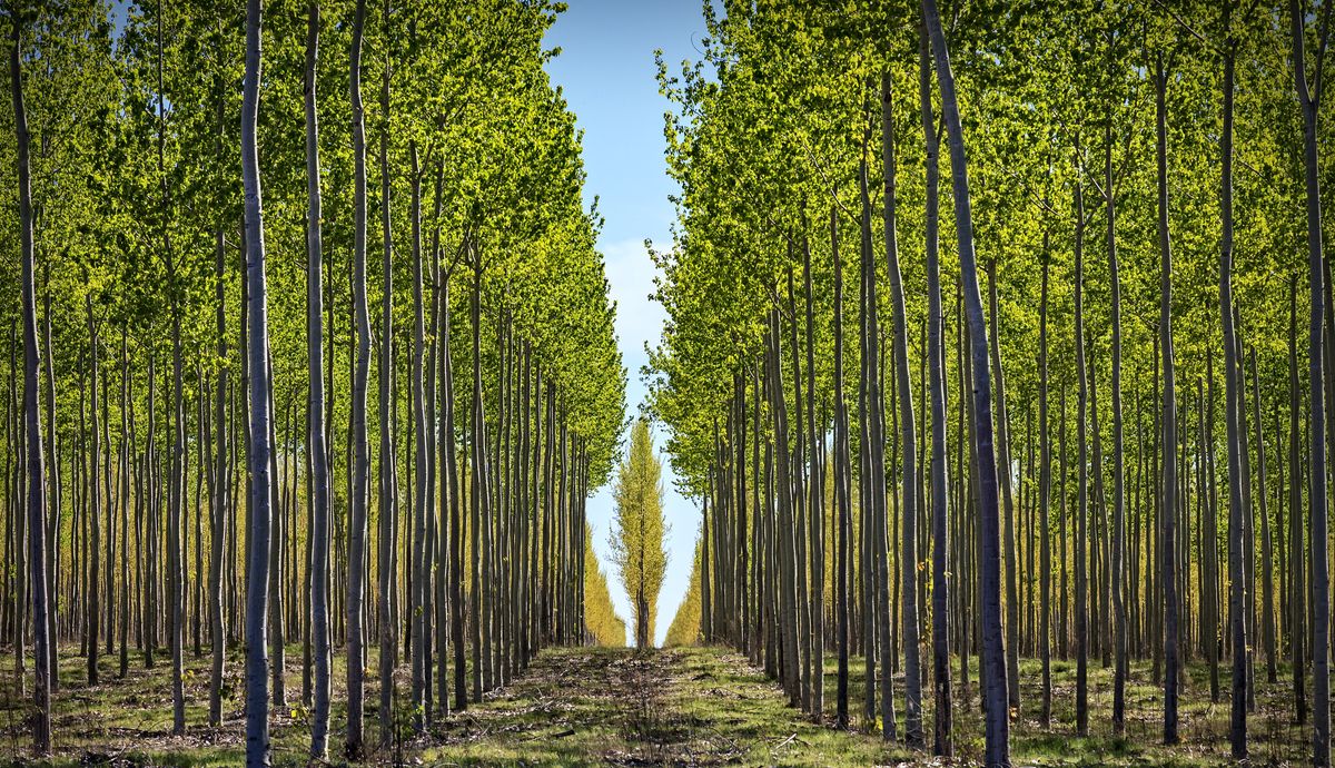 El volumen de biomasa disminuye con la explotación forestal. Foto: iStock