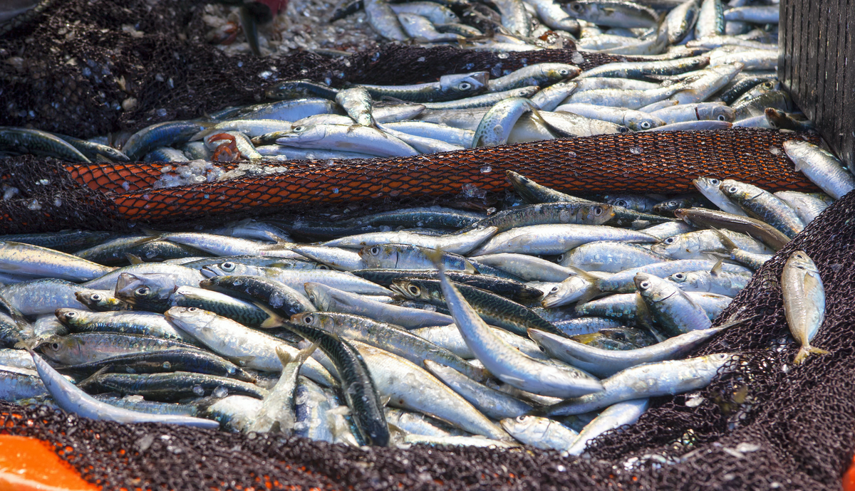 La presencia de mercurio en el pescado y otros productos pesqueros es la primera causa de notificación. Foto: iStock