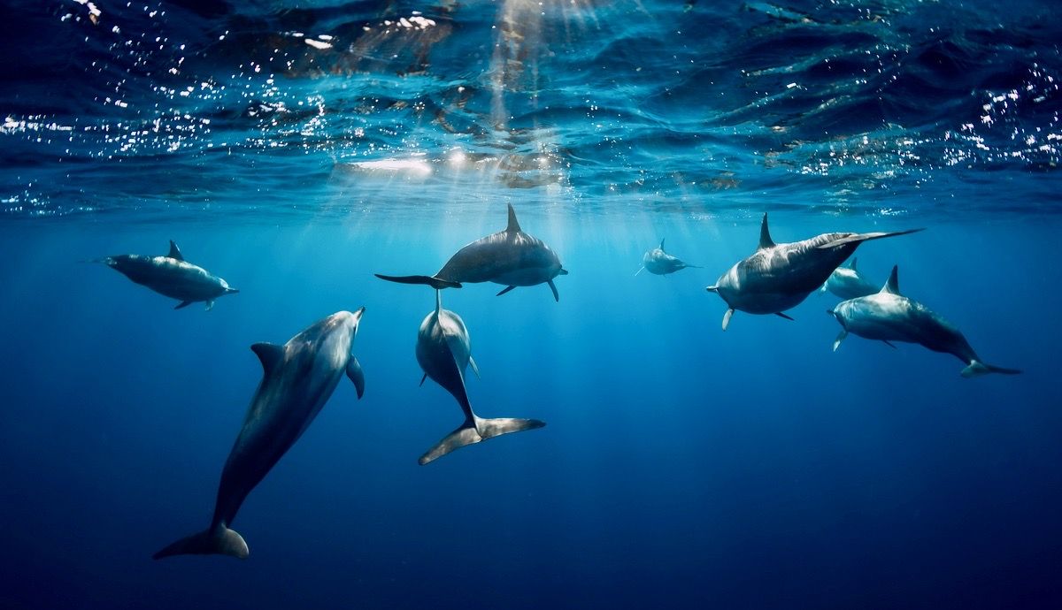 Unos 11.300 delfines fueron murieron entre 2018-19 sólo en el Golfo de Vizcaya. Foto: iStock