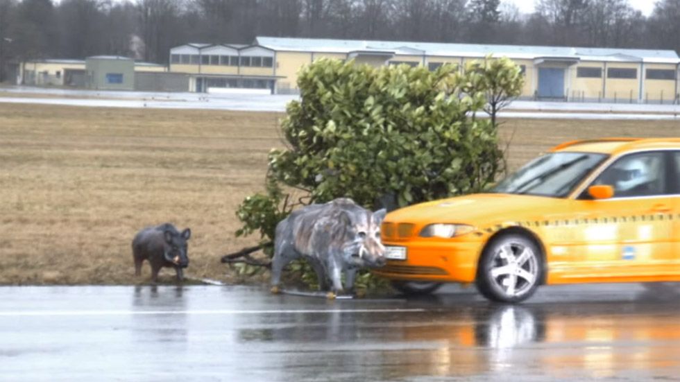 Qué ocurre si chocas en coche contra un animal a 80 km/h: atento al vídeo