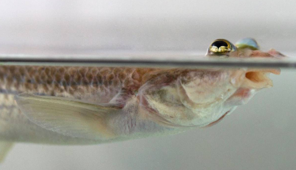 Biodiversidad Foto: Jan Gerwin and Sina Rometsch 