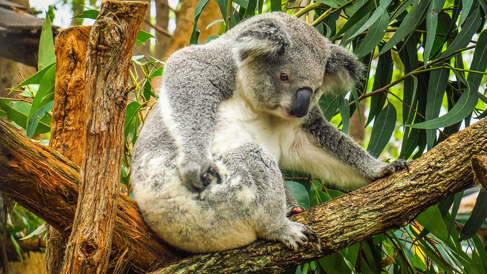 La clamidia es la infección de transmisión sexual más común en todo el mundo. En el caso de los koalas, sus estragos son extremos. iStock
