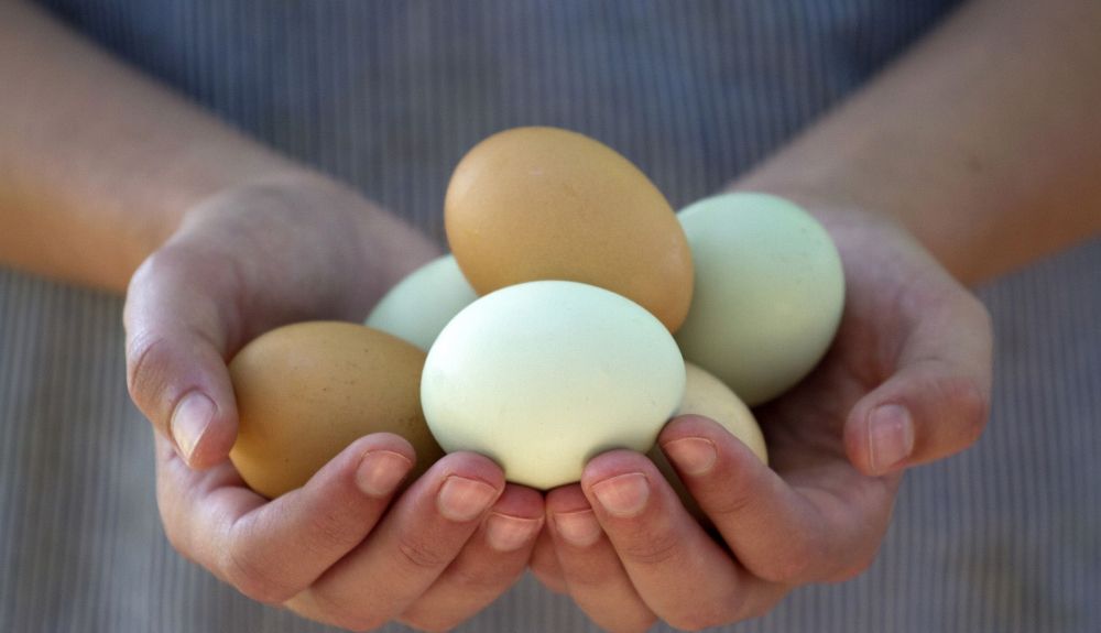La producción de huevos por 'gallinas mascota' en Reino Unido equivale al 10% del consumo nacional. iStock La producción de huevos por 'gallinas mascota' en Reino Unido equivale al 10% del consumo nacional. iStock