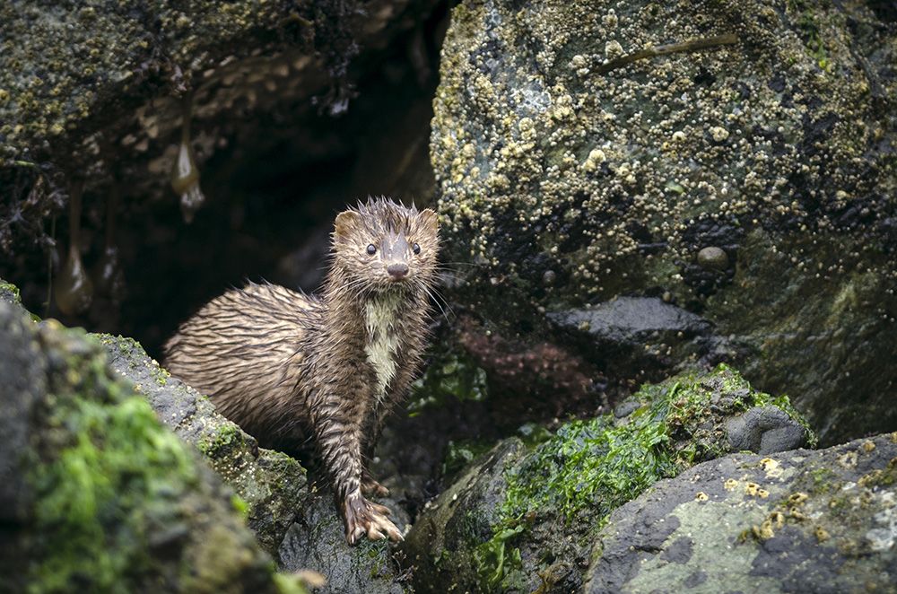 El visón americano es una especie invasora que puede suponer un gran riesgo ecológico. iStock