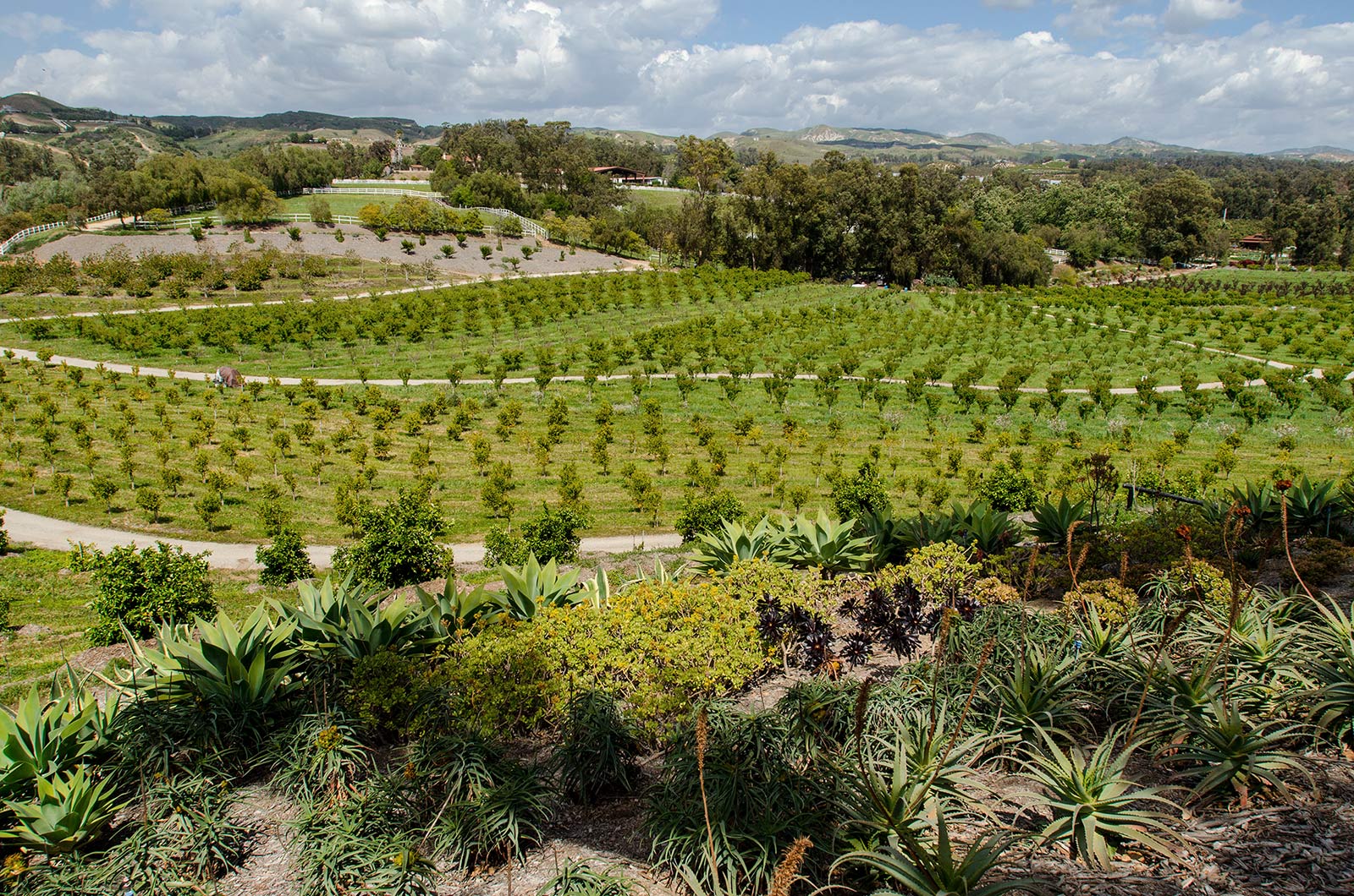La agricultura orgánica regenerativa genera suelo sano gracias a la rotación de cultivos, la labranza de conservación y el compostaje. Keri Oberly