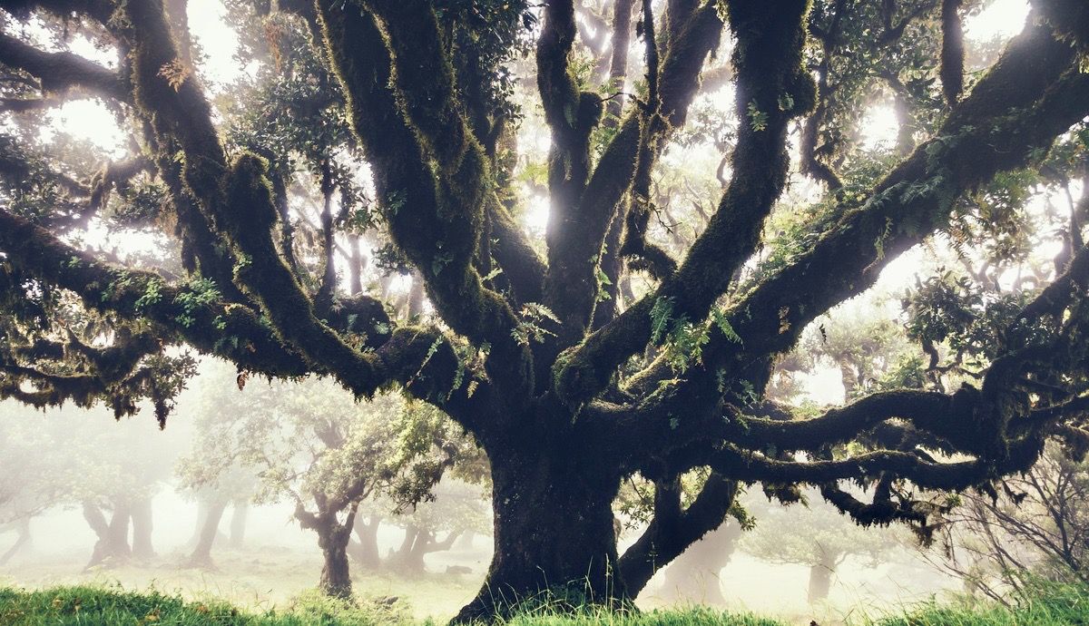 Laurel milenario en Madeira. Foto: iStock
