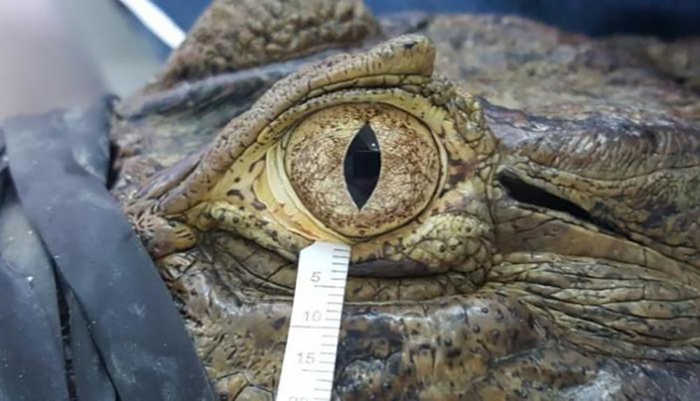 La viscosidad de las lágrimas del cocodrilo podría ayudar a resolver problemas oftalmológicos en los humanos. 