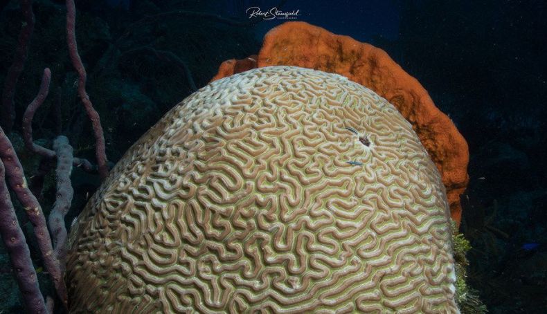 El coral cerebro es uno de los más afectados por el Síndrome Blanco. Foto: Robert Stansfield/Amigos del Mar Mahaual. El coral cerebro es uno de los más afectados por el Síndrome Blanco. Foto: Robert Stansfield/Amigos del Mar Mahaual.