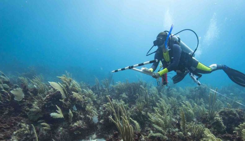 Un buzo monitorea el estado de los arrecifes en el caribe mexicano. Foto: Mario Chow/Healthy Reefs. Un buzo monitorea el estado de los arrecifes en el caribe mexicano. Foto: Mario Chow/Healthy Reefs.