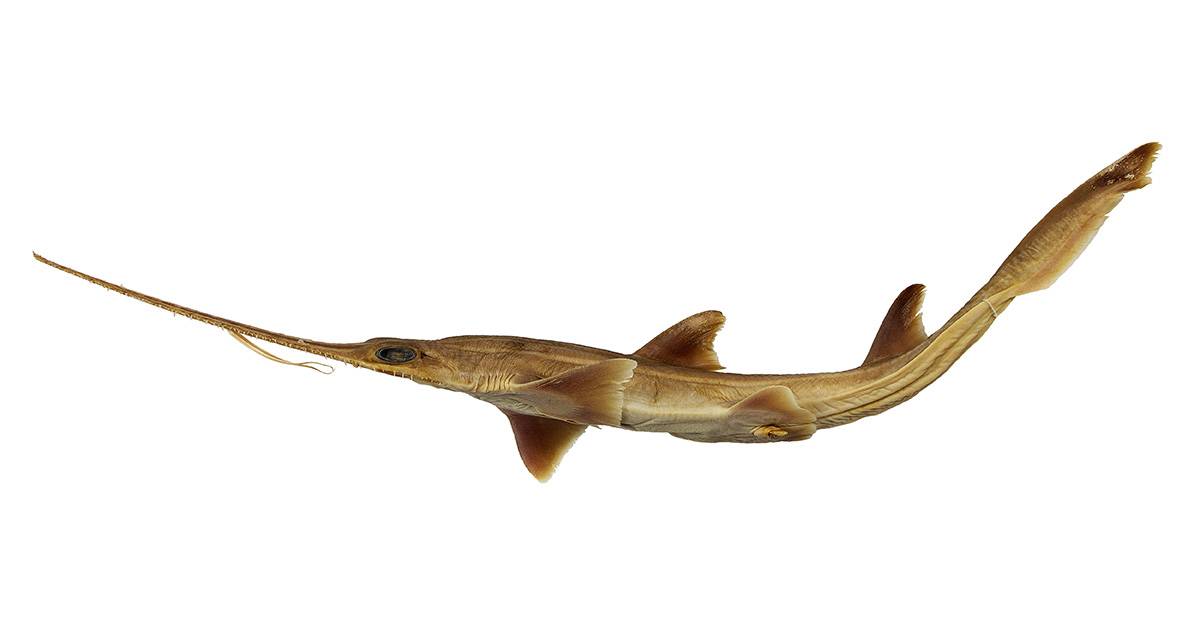 Dos nuevas especies de tiburon sierra de seis branquias aparecen en el oceano Indico. Weigmann et al.