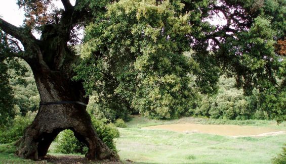 Encino de Tres Patas, candidato español al Árbol Europeo del Año 2020