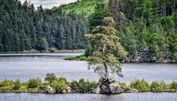 Árbol ganador del concurso Árbol Europeo del Año 2020