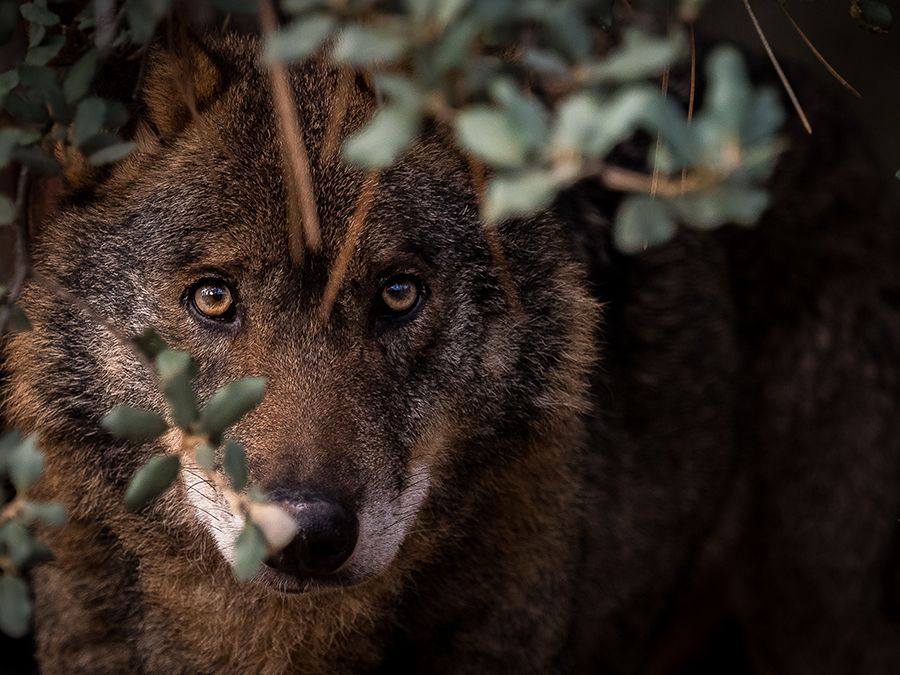 el lobo de álava