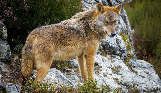 El último lobo de Álava