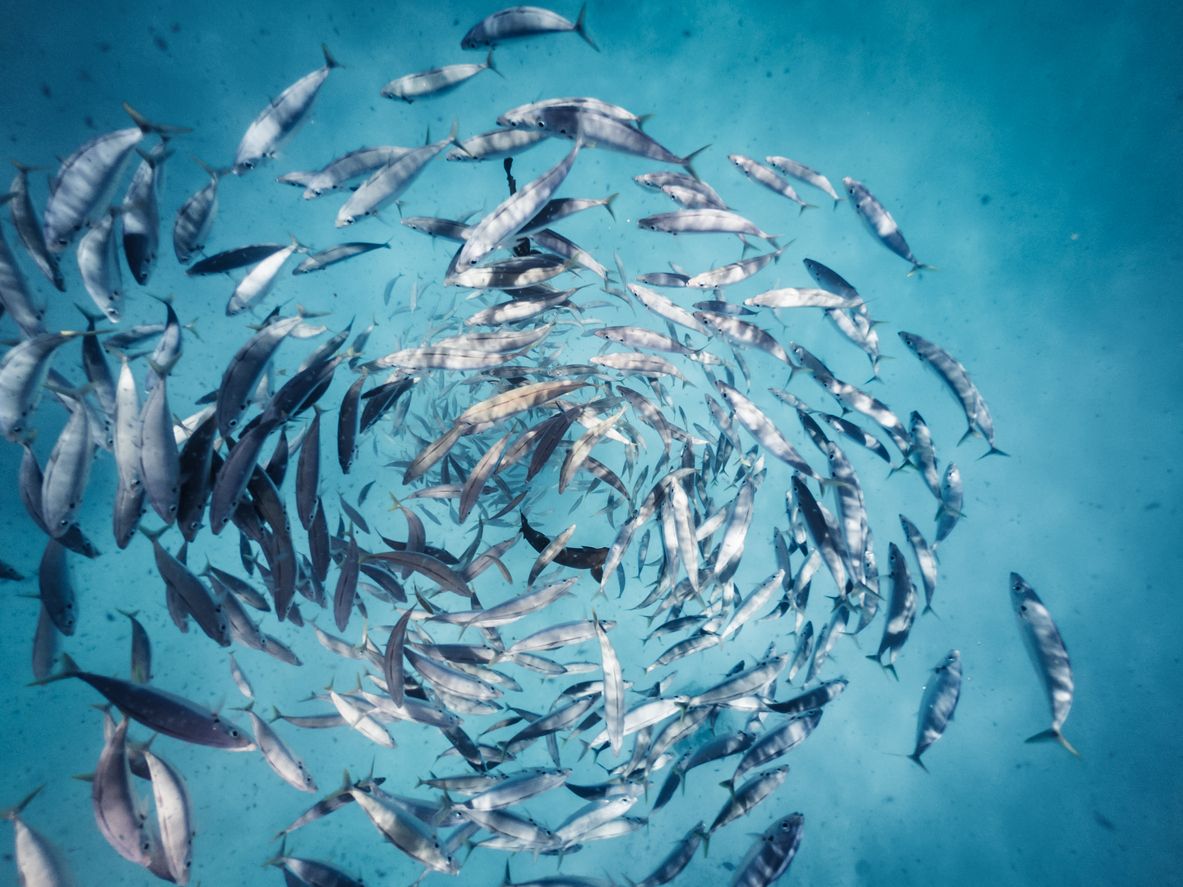La mayoría de las especies marinas no pueden moverse libremente hacia los polos para encontrar agua de la temperatura adecuada.